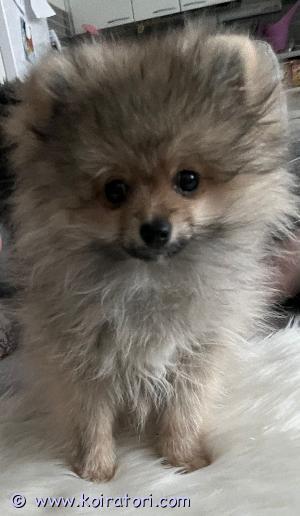 MYYDääN pomerian www.koiratori.com-ilmoitus Uutta kotia etsii 2.11.22 syntynyt puhdasrotuinen pomeranian urospentu. Koirasta joudutaan luopumaan omistajan elämäntilanteen muuttuessa. Ostettu suoraan kasvattajalta. On rekisteröity ja paperit löytyy. Pentu on sirutettu, madotettu ja rokotettu. Hän on terve.
Omaa hyvän luonteen. Todella sosiaalinen, rohkea ja ystävällinen. Tulee muiden koirien ja kissojen kanssa toimeen. Kasvanut lapsiperheessä, tottunut siis lapsiin ja kodin ääniin. Tottunut olemaan yksin kotona, nukkuu yöt. Kävelee hihnassa nätisti. Rakastaa huomiota, leluja ja sylissä oloa. Autossa matkustus ja kynsien leikkuu ei tuota ongelmia. Mukaan tarvikkeita (pentupaketti). Tule tutustumaan. Vain vastuulliseen  loppuelämän kotiin.