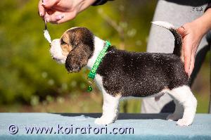 MYYDääN beagle www.koiratori.com-ilmoitus Beagle pennut vailla rakastavia koteja. Syntynyt 20.3.2023.Pennut luovutetaan eläinlääkärin tarkastamina,madotettuina,sirutettuina,rokotettuina.Pennut aktiivinen,terveitä, söpöjä.Pennut kasvaa lapsiperheessä totunnut lasten käsittelyyn ja muita koiria. Pennut rekisteröity,ei osamaksumahdollisuutta.