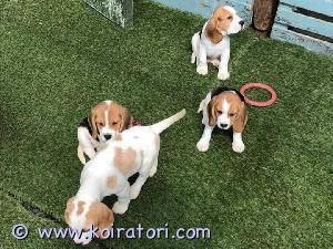 MYYDääN beagle www.koiratori.com-ilmoitus Kuusi kaunista beaglen pentua valmiina noudettavaksi ja toimitettavaksi 24. syyskuuta mennessä. Vain 2 urosta ja 2 narttua jäljellä. Niiden väriyhdistelmät ovat todella hyviä. Vanhemmat ovat vapaita MLS:stä ja Laforasta. Pennut käyvät läpi täydellisen eläinlääkärintarkastuksen ennen luovuttamista, ne on rekisteröity elintarvikevirastoon, niillä on terveystodistus ja madotus. Pennuilla on hyvä ulkonäkö ja hyvä luonne.  Täydellinen erittäin aktiivisille perheille, jotka nauttivat laajasta ulkoilusta, kuten metsästyksestä. Jos olet kiinnostunut, ota yhteyttä mukavaa beagle-chattia.