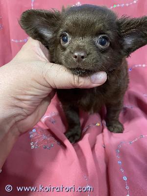 MYYDääN chihuahua www.koiratori.com-ilmoitus Long-haired male Chihuahua for sale. Color - chocolate. Born on June 23. Europass, chip, deworming, all vaccinations, rabies vaccination, purchase and sale agreement. Today the puppy weighs 1900 grams. Delivery to Helsinki Lansisatam is possible for an additional fee.