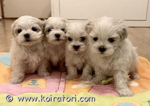 MYYDääN maltankoira www.koiratori.com-ilmoitus Myydään rekisteröity Maltankoiran narttupentu hyvästä sukutaulusta. Lupaava, tällä hetkellä oikeanlainen purenta. 