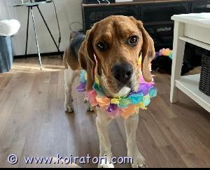 MYYDääN beagle www.koiratori.com-ilmoitus 