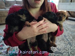 MYYDääN sekarotuinen www.koiratori.com-ilmoitus Pienet seurakoiran pennut. 4 narttupentua. 

Isä; Kiinanharjakoira-kiinanpalatsikoira-Yorkshirenterrieri
Emä; Welshgorgi-englanninkääpiöterrieri-mittelpitz

Edelliset pennut olleet terveitä. Yksi aiempi pentue. Samoin vanhemmat terveitä. Seurallisia ja ystävällisiä. Lasten ja kissojen kanssa elelleitä.

Pennut luovutetaan ell tarkastamia, sirutettuna ja madotettuina. Alkaen viikolta 6.

Kaupat vain kasvotusten pentujen tämän hetkisessä kodissa. Mielellään etukäteen tutustumaan. Vain hyvään kotiin.

Pennun hinta 800e. Varausmaksu 100e ja hyvitetään loppusummasta. Loppusumma kertamaksuna tai kahdessa erässä. Loppusumma/ensimmäinen maksettava viimeistään pennun noutovaiheessa ja toinen erä kuukauden kuluttua.

Yhteydenotot puhelimitse. 