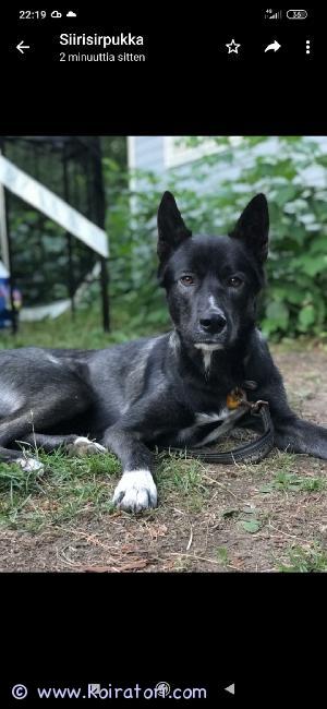 MYYDääN husky www.koiratori.com-ilmoitus Myydään haikein mielin sairastumisen takia 4vuotias uros koira.Hän on erittäin seurallinen ja lapsi rakas. Ainut miinus on että välillä vetää lenkillä, jos pääsee jonkun hajun perään. Osaa myös nätisti mennä. Jos sinulla tarjota tälle ihanalle koiralle hyvä koti, niin ota yhteyttä niin kerron lisää. Kuvia kun saa lisää jos haluaa. Niin ja en myy kerrostaloon. 