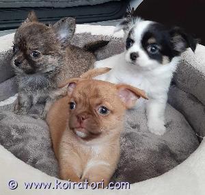 MYYDääN chihuahua www.koiratori.com-ilmoitus Päiväkoti tarjoaa Chihuahuan pentuja Syntymäaika: 5.12.2023 Myydään kaksi tyttöä ja kolme poikaa Pennut ovat terveitä ja leikkisä.,Pennut ovat sirutettuja, rokotettuja, rekisteröidään Eestin Kennelliittoon ja pennuilla on myös eu-passit joten niiden kanssa pystyy matkustamaan.He ovat seurallisia ja rohkeita. Vanhemmilla on 0/0 ja 0/0 polvet. Lisää kuvia sivulla https://www.facebook.com/nina.sidoruk.5