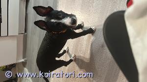 MYYDääN sekarotuinen www.koiratori.com-ilmoitus 19.08.2023 syntynyt pitbull mix. Jää pienikokoiseksi kun emä todella pieni.sirutettu, madotettu, eläinlääkärin tarkastama.narttu.rakastaa lapsia ja ihmisiä, sohvaperuna niin sanotusti.Helsinki.