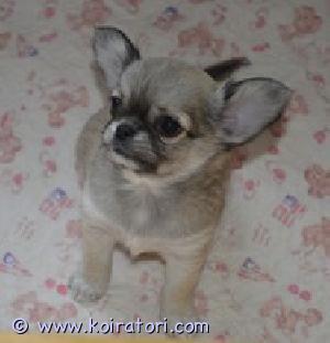 MYYDääN chihuahua www.koiratori.com-ilmoitus Poika , pitkäkarvainen , syntynyt 16.12.2023 , Sukutaulu, siru, europassi, rokote. Komea, iloinen, seurallinen, terve .Virossa syntyneet, vanhemmat terveet ,Kennellyitessä EKL   .Toimitus Helsinkiin mahdollinen. Lisätiedot : kitanakitana1234@bk.ru 