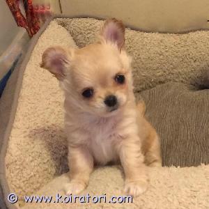 MYYDääN chihuahua www.koiratori.com-ilmoitus Myydään pitkäkarvainen kaunis chihuahuan narttupentu, 
syntyneet 05.1.2024 
Pentu on mikrosiruttu, rokotettu, rekisteröity Viron Kennelliittoon, sukutaulu ja EU-passi. Puhdasrotuinen ja syntynyt Virossa, tottunut muihin koiriin ja perhe-elämään,  pienikokoinen aikuisena.
Lisätietoja sähköpostitse.