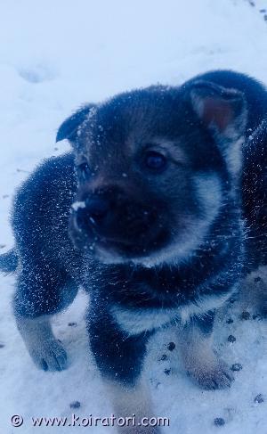 MYYDääN jämptlanninpystykorva www.koiratori.com-ilmoitus Myytävän hyväsukuisia jämpti pentuja.vanhemmat ovat käyttövlio vanhempia ja uros jopa SM kisa kävijä ja molemmat ovat voittaneet kansainvälistet hirvenhaukku kisat. Pennut ovat hyvin terhakoita ja tervepäisiä . Pennut tullaan myymään sirutettuina ja rekisteröityinä Kennelliittoon ja ruokavairaston rekisteriin. 5 narttua on vielä vapaana ja 1 uros pennut myydään akttiivisiin koteihin. Tässä linkki pentueen sukutauluihin https://jalostus.kennelliitto.fi/frmSukutaulu.aspx?RekNoI=FI53566/17&ReknoE=FI28390/18 Kerron mielelläni lisää pennuista että ei muutako rohkeasti yhteyttä ottamaan puhelimitse tai sähköpostilla