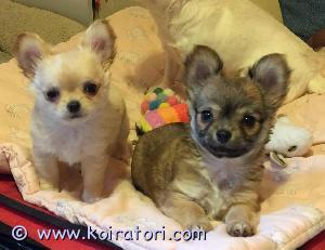 MYYDääN chihuahua www.koiratori.com-ilmoitus Pieni pitkäkarvainen Chihuahua narttu pentu, kaunis kermanvärinen, ikä 3 kk. 
Varsinkin pienikokoinen, Iloinen ja leikkisä. Pennulla on fci/ekl rotutodistus. Hän on rokotettu, mikrosiruttu, eu.vet. passi. Pennun vanhemmat ovat terveystarkastuksessa, he ovat terveitä.
Kuvassa hän on soopelinvärisen sisarensa kanssa, joka myös odottaa rakastavaa perhettä kotikoiraksi.
Jos olet kiinnostunut, kirjoita kodistasi ja perheestä.
