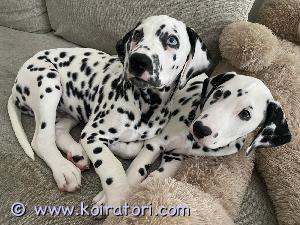 MYYDääN dalmatilainen www.koiratori.com-ilmoitus Etsitään rakastavaa kotia kahdelle dalmatialaisveljekselle 4kk
Syntyneet 16.11.2024 Suomessa (ostettu viralliselta kasvattajalta).
Rekisteröity Suomen Kennelliittoon 11.01.2024.
Viranomaisrekisterii 08.01.2024.
Eläinlääkärin tarkastamat 04.01.2024. Sirutetut, madotetut ja rokotetut. 
Myydään mielellään yhdessä mutta myös eri koteihin on mahdollisuus, kunhan löytyy sopivat kodit molemmille, joudumme luopumaan näistä ihanuuksista puolison puhjenneen allergian vuoksi.

Hinta per pentu 1800eur.

Mukana tulisi uudenkarheat tarvikkeet ja varusteet (arvoltaan yht. 800eur), pakettihinta nyt 400eur;
- Flexit 2 kpl 8m
- Pannat nahkaiset puolikurtsarit
- Valjaat mustat Icepeak
- Pissa-alustat 4 kpl (pestävät)
- Talvipuvut mustat, fleece
- Juoksuvaijerit (30m) 
- Iso koiranpeti 1,3m ja pienempi karvapeti
- Koiran häkki Carlsson XXL auton takakonttiin (irroitettava pohja, kokoontaitettava)
- iso kasa erilaisia leluja

Koirat ovat hyvin koulutetut pienestä pitäen. Osaavat peruskäskyt ja ovat hiljaisia.

Madotetut rokotetut sirutetut Kennel-liitto ja kaikki paperit rekisteröinnistä lääkärin todistukseen löytyy. 

Toinen veljeksistä omaa sinisen silmän ja on puoliksi kuuro (lääkärin papereista näkyy vasemman puoleinen korva), mutta toisella kuulee kyllä erittäin hyvin :-)

Nimet ovat Söpö ja Pulla. 

Voitte kertoa itsestänne millaiseen kotiin pojat olisivat tulossa, valitsemme harkiten uutta kotia pojille, tärkeintä olisi hyvät ulkoilumahdollisuudet ja paljon aktiviitteja poikien kanssa eli aikaa tulisi olla näiden söpöyksien kanssa.

Vaihdetaan mieluusti lisää sähköpostitse/puhelimitse. 

Vain tosiostajille
