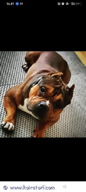 MYYDääN americanbullypocket www.koiratori.com-ilmoitus Reilu 3 vuotias Bully pocket uros etsii hyvää kotoa. Koirassa ei ole vikaa vaan tämän hetkinen terveydellinen elämäntilanne on niin rajoittava, että joudumme hänestä luopumaan. 
Omistaa ABCK  rekisteri paperit. 

Huom! Emme itse ole typistäneet häntää ja korvia vaan on ulkomaan tuonti ja pentuna hänelle tehty.

Pojan nimi on Conan. 
Conan on raukkaudenkipeä, leikkisä ja  fiksu koira.

Energiaa riittää ja jaksaa hienosti pitkiä lenkkejä, ja osaa kotona hienosti rauhoittua.

Ei tule toimeen muiden koirien kanssa, eli ainoaksi koiraksi.

Tottunut lapsiin ja elänyt niiden kanssa koko elämänsä. Rakastaa kun saa myös heiltä huomiota ja rakkautta. 

Asuu Helsingissä.

Soitot suoraan numeroon 046 5471 460, en vastaa s postiin.

Hinta 1500€, ei osamaksulla

Uusi koti katsotaan huolella!