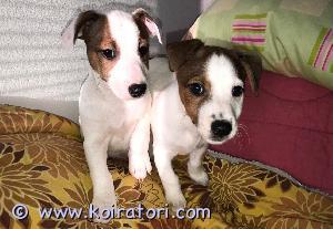 MYYDääN jackrussellinterrieri www.koiratori.com-ilmoitus Myynnissä ovat Jackrussellinterrierin Sileäkarvaiset pennut. Ovat syntyneet Suomessa 9.2.24 ja luovutusikäisiä ovat 5.4.alkaen. Luovutusaikana ovat madotettu, elläk tarkistettu, sirutettu ja rekisteröity Suomeen Kennelliitoon. Pennuista huokuu jo ihmisrakkaus ja sympaattisuus, ovat selvästikin perineet vahemmiltaan luonnetta. Isä on erittäin älykäs, luottavainen, luotettava, sympaattinen ja ihmisrakas. Emo on antanut moitteettomasti isä koiran olla mukana pentujen huolehtimisessa ja leikeissä. Emo on ihana sylikoira. Molemmat vanhemmat ovat omia koiria.  Aikaisempien pentujen omistajat ovat olleet kovasti kiitollisia. 
Hinta on 1200 euroa. Varausmaksu on 200 euroa. 
Paikakunta on Länsimäki 


https://jalostus.kennelliitto.fi/frmKoira.aspx?RekNo=FI58752/22