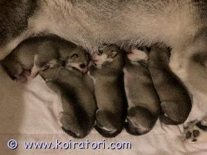 MYYDääN siperianhusky www.koiratori.com-ilmoitus Siperianhuskyn pentuja 

Varattavissa puhdasrotuisia Suomessa syntyneitä Siperianhuskyn pentuja. Pennut ovat syntyneet 18.4.2024 ja luovutus aikaisintaan 8-viikon iässä 13.6. alkaen. Pennut luovutetaan uusiin koteihin eläinlääkärin tarkastamana, rokotettuina, sirutettuina ja useaan kertaan madotettuina. 

Pentujen vanhemmat ovat perusterveitä ja hyväluonteisia. Molemmat omia koiria ja nähtävillä. 

Pennuista tehdään molemmille osapuolille kirjallinen myyntisopimus, josta ilmenee pennun tiedot. Varausmaksu on 350e, joka vähennetään loppusummasta 1350e. Varausmaksua ei palauteta kauppojen peruuntuessa. Ei osamaksua! 

Jos kiinnostuit pennuista laitathan viestiä jossa kerrot itsestäsi, koirakokemuksestasi ja millaiseen kotiin pentu olisi tulossa. 


