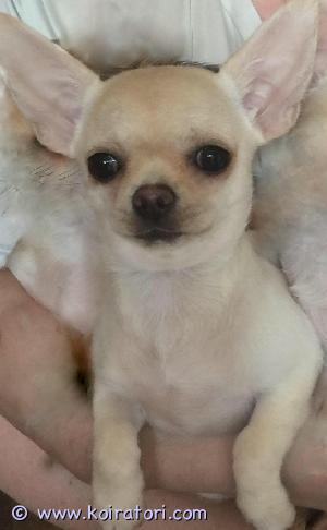 MYYDääN chihuahua www.koiratori.com-ilmoitus Myydään chihuahua narttupentu. Hänellä on rotutodistus (FCI), madotettu, mikrosirutettu, rokotettu ja eläinlääkärin tarkastama, lemmikkieläinpassi. Pentu on sosiaalinen, kasvanut arjessa, tottunut muihin pieniin koiriin. Vanhemmat ovat terveitä ja hyväluonteisia. Kerro minulle, millaisen kodin haluat tarjota, kun otat minuun yhteyttä. Varausmaksu on 100 €, ostoa ei palauteta, jos ostaja peruuttaa.