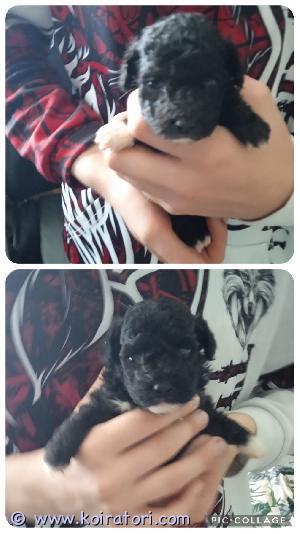 MYYDääN kääpiövillakoira www.koiratori.com-ilmoitus Myydään kääpiö villakoira/bichon frice mix pennut sirutettuna madotettuna ja eläinlääkärin tarkastamina koira virastoon rekisteröitynä musta-valkoisia kiharakarvaisia