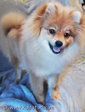 MYYDääN pomeranian www.koiratori.com-ilmoitus Uutta kotia etsii tyttö pomerian nimeltä holy,
Syntynyt Latviassa 21.01.2024 eli on luovutusikäinen 7kk vanha. Madotettu, kaikki rokotuksen annettu mitkä ovat voimassa 3 vuotta. EU passi sekä eläinlääkärin todistus, mikrosirutettu ja rekisteröity Latvian LKF kennellittoon. Ollut minulla ihan pienestä pennusta asti. . On todella ystävällinen muita koiria ja lapsia kohtaan, ei räksytä on sisäsiisti ja kaikki ruokainen. On sylikoira hyppää itse syliin. Tottunut autoiluun sekä julkisessa liikkumiseen. Tavaroita tulee mukaan parit valjaat,flexi,ruokakipot,raksu pussi ja kaikki dokumentit.

Kerrothan kodistasi tarkkaan ja kerron mielelläni holysta lisää, valitsen kodin tarkasti tosi tarkoituksella. 

Meille saa tulla tutustumaan Vantaalle.

soita tai laita tekstiviestiä, tai sitten sähköpostia. 