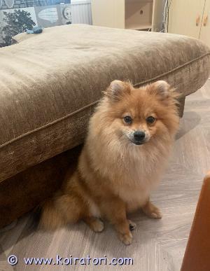 MYYDääN pomeranian www.koiratori.com-ilmoitus Uutta kotia etsii tyttö pomerian nimeltä holly,
Syntynyt Latviassa 21.01.2024 eli on luovutusikäinen 7kk vanha. Madotettu, kaikki rokotuksen annettu mitkä ovat voimassa 3 vuotta. EU passi sekä eläinlääkärin todistus, mikrosirutettu ja rekisteröity Latvian LKF kennellittoon. Ollut minulla ihan pienestä pennusta asti. . On todella ystävällinen muita koiria ja lapsia kohtaan, ei räksytä on sisäsiisti ja kaikki ruokainen. On sylikoira hyppää itse syliin. Tottunut autoiluun sekä julkisessa liikkumiseen. Tavaroita tulee mukaan parit valjaat,flexi,ruokakipot,raksu pussi ja kaikki dokumentit.

Kerrothan kodistasi tarkkaan ja kerron mielelläni holysta lisää, valitsen kodin tarkasti tosi tarkoituksella.

Meille saa tulla tutustumaan Vantaalle.