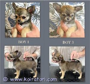 MYYDääN chihuahua www.koiratori.com-ilmoitus Chihuahuan pentuja myytävänä . 2 pitkäkarvaista poikaa . Pennun hinta sisältää asiakirjat Sukutaulu, Eurooppapassi, siru, rokotukset . Pennut ovat valmiita uuteen kotiin . Pennut syntyivät 01.07.2024 .Pentu on nyt 3 kk vanha. Pennut ovat terveitä, leikkisiä ja aktiivisia. Toimitus Helsinkiin mahdollinen.
Lisäkysymykset: kitanakitana1234@bk.ru
T. 358 44 970 3263