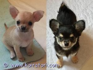 MYYDääN chihuahua www.koiratori.com-ilmoitus Myydään naaras chihuahuan pentuja. Pennut syntyivät 20.08.24. Tallinnan iloisessa Vinzenta Temi -kennelissä. Pennut on mikrosirutettu, madotettu asianmukaisesti, rekisteröity Viron Kennelliittoon (FCI) ja pennuilla on myös EU-passi, joten niiden kanssa voi matkustaa.He ovat sosiaalisia ja rohkeita.Jos olet kiinnostunut, kirjoita itsestäsi.lisätiedot sähköpostitse, Ota yhteyttä!