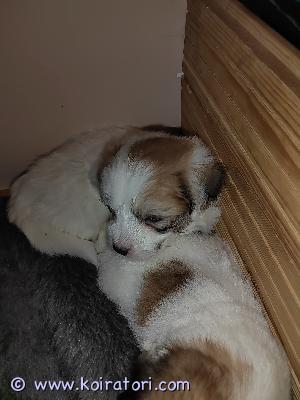 MYYDääN cotondetulear www.koiratori.com-ilmoitus Puhdasrotuinen cotton-poika, luov 5.11.

Vanhemmat terveitä ja hyvän luonteisia.

Pentu terveystarkastetaan, sirutetaan ja madotetaan asianmukaisesti ennen luovutusta.

Sposti ei toimi joten soita ????