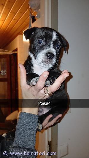 MYYDääN amerikanbolly www.koiratori.com-ilmoitus Hei meille syntyi lokakuun alussa aivan ihana Amerikan bully pocket pentue, saimme 2 aivan ihanaa tyttöä ja 5 poikaa. Meillä on paljon menoa ja vilskettä nyt jo, pennut etsivät uusia koteja jossa olisi rodun tuntevaa kokemusta ja aikaa heidän kanssa. Pennut madotetaan ennen luovutus ikää useaan kertaan ja käyvät lääkärin tarkistuksessa josta myös saavat pentu tarkastus paperit mukaansa. Pennut kasvavat lapsi perheen arjessa jossa myös tottuvat kaikkeen melskeeseen ja vilinään., heihin voi tulla tutustumaan ja varaamaan omansa ja vaikka joulupukin konttiin ihana joulu lahja joka sulattaa sydämmet. Kokekevaan ja rodun tuntevaa n uuteen kotiin nämä pienet mössykät. Varausmaksu ei palaudu jos varaus peruuntuu pennusta. Emä myös nähtävillä kun tulet tervehtimään pentuja ja varamaan omasi.             Hinta.1400e poika       Hinta. 1200e tyttö    varausmaksu on 100e joka ei palaudu jos varaus peruuntuu.