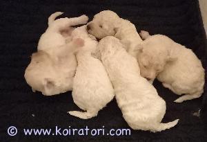 MYYDääN bichonfrise www.koiratori.com-ilmoitus Syntyneet 3.11.2024
Luovutus 22.12.2024


ALLERGIA-YSTÄVÄLLINEN ROTU!

Madotetaan ohjeen mukaan ja sirutetaan. Eläinlääkäräri tarkistaa pentu kaikin puolin ennen luovutus - kirjallinen terveystodistus.

Rekisteröidään RUV Suomen lain mukaan ja uusi omistaja rekisteröi omaan nimeen luovutushetkellä.
Uusi omistaja rokottaa 12- ja 16 viikkoisena.

Kattava esittely minkälainen koti teillä olisi tarjolla.

Ei hupikyselyjä, kiitos. Keskustelkaa kotona ennen yhteydenotto. Aikuisten yhteydenotto.


Varausmaksu otetaan varauksesta, se vähennetään hinnasta, ei saa takaisin jos ostaja peruu kaupan.

Pennut asuvat meillä Pohjanmaalla perheen keskellä. Tottuvat lapsiin ja teineihin kuin myös kissaan.