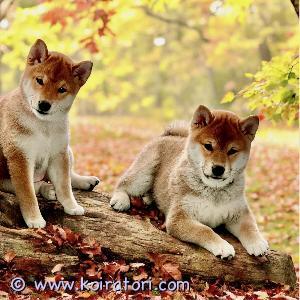 MYYDääN shiba www.koiratori.com-ilmoitus Elävät ja aktiiviset Shiba-pennut (23.08.2024) ovat valmiita lähtemään uuteen kotiin. Tarjoamme kauniita, rohkeita ja energisiä narttupentuja sekä tarkkaavaisen, ystävällisen ja rakastavan urospennun. Molemmat vanhemmat ovat rotunsa ensiluokkaisia, terveitä yksilöitä upeine, ystävällisinä persoina. Pentumme ovat mikrosiruttuja, EKL/FCI-rekisteröityjä, madotettuja ja eläinlääkärin tarkastamia. Matkalla pennut saavat pussin tavaroineen. pentu on jo tuttu, ruoasta leluihin ja uuteen kotiin. Pennut ovat kasvatettuja ja ovat kennelissä Tallinnassa. Toimitus Helsinkiin mahdollinen.