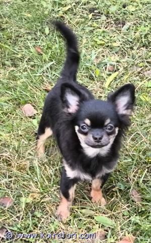 MYYDääN chihuahua www.koiratori.com-ilmoitus Chihuahua tyttö etsii uutta kotia ja rakastavia vanhempia. Syntynyt 26.6.2024. Siellä on eläinpassi, siru ja rokotukset. Iloinen ja aktiivinen vauva.. Vanhempien terveys on tarkastettu, pentu on myös lääkärin tarkastuksessa. Vauva on terve ja kaikki on hyvin ilman avioliittoa. Kaikki kysymykset PM:ssä. Toimitus Helsinkiin mahdollinen.