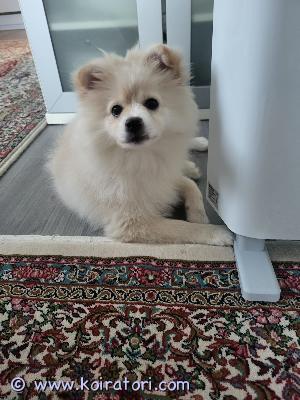 MYYDääN pomerian www.koiratori.com-ilmoitus 3kk ikäinen (synt. 27.8.2024) pomerian kleinspitz tyttö, Athena, etsii uutta kotia pitovaikeuksien vuoksi.

Sirutettu ja rokotettu.
Mukaan kaikki tarvikkeet.

Terve ja iloinen pieni tyttö