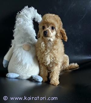 MYYDääN kääpiövillakoiranpentu www.koiratori.com-ilmoitus Luovutusikuinen, 2,5 kk kääpiövillakoira narttupentu vapaana.Pentu on moneasti madotettu, on reipas, eläinlääkärin tarkastama, siru, eu passi ja ensimmäinen nelosrokotte annettu.Vanhemmat aprikoosi väriset kääpiövillakoiria, myös nuoret terveet koirat kysy lisä