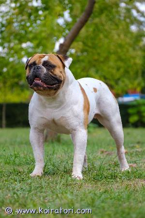 MYYDääN amerikanbulldog www.koiratori.com-ilmoitus Yksi olki, pakaste siemen/frozen semen, tarjolla.
Uros rtg kuvattu.
NCL puhdas.
NKC rekisteröity.
