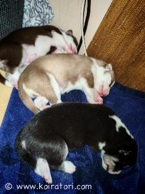 MYYDääN siperianhusky www.koiratori.com-ilmoitus Varattavissa puhdasrotuisia Kuopiossa syntyneitä Siperianhuskyn pentuja. Pennut syntyneet kuun alussa ja luovutus aikaisintaan 1.3. alkaen. Pennut luovutetaan uusiin koteihin eläinlääkärin tarkastamana, rokotettuina, sirutettuina ja madotettuina.

Pentujen vanhemmat ovat terveitä, hyväluonteisia sekä hyvistä suvuista. Molemmat omia koiria ja nähtävillä.

Pennuista tehdään molemmille osapuolille kirjallinen myyntisopimus, josta ilmenee pennun tiedot. Varausmaksu on 350e, joka vähennetään loppusummasta 1000e. Varausmaksua ei palauteta kauppojen peruuntuessa.

Jos kiinnostuit pennuista laita viestiä jossa kerrot itsestäsi ja millaiseen kotiin pentu olisi tulossa. Yhteydenotot myös soittamalla.

Vapaana 1 narttu sekä 3 urosta. Tarkemmat tiedot kysymällä.
