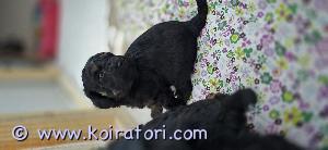 MYYDääN villakoira www.koiratori.com-ilmoitus Varattavissa 6.1.2025 syntyneet kääpiövillakoiran pennut. Yksi narttu ja kolme urosta. Suomessa syntyneet 6.1.2025. Pennut ovat väriltään mustia,tyttö black&tan sekä yksi uros. Vanhemmat terveitä kennelliiton fix rekisteröityjä kotikoiria.ei käytöshäiriöitä eikä allergioita. Pennut kasvavat perheen keskellä tottuenkodin ääniin ja touhuihin. Pennut luovutetaan eläinlääkärin tarkistamina,sirutettuina .Madotus ohjelman mukaisesti,rokotus 12vkon iässä.
Myyjä/kasvattaja Piia Heikkinen