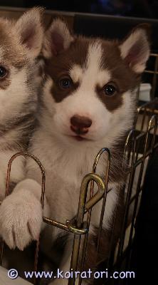 myydään siperianhusky www.koiratori.com-ilmoitus Varattavissa puhdasrotuinen kuopiossa syntynyt siperianhuskyn urospentu. Turkki tummanruskea valkoisin merkein, toinen silmä sininen, toinen tumma. Pennut syntyneet tammikuun alussa ja luovutus aikaisintaan 1.3. Alkaen. Pentu luovutetaan uuteen kotiin eläinlääkärin tarkastamana, sirutettuna ja madotettuna sekä rekisteröitynä. 

pentujen vanhemmat ovat terveitä, hyväluonteisia sekä hyvistä suvuista. Molemmat omia koiria ja nähtävillä.

pennusta tehdään molemmille osapuolille kirjallinen myyntisopimus, josta ilmenee pennun tiedot. Varausmaksu on 350e, joka vähennetään loppusummasta 1400e. Varausmaksua ei palauteta kauppojen peruuntuessa.

jos kiinnostuit pennusta laita viestiä jossa kerrot itsestäsi ja millaiseen kotiin pentu olisi tulossa. Yhteydenotot myös soittamalla.

hinta: 1400

ilmoittaja: ville / kuopio

puhelin: 0453274895
