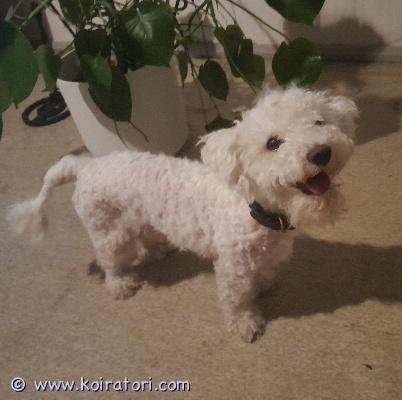 astutukseen bichon www.koiratori.com-ilmoitus 3v bichon frise-uros tarjoaa astutusta Porissa