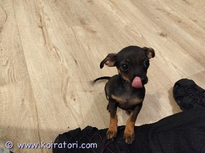 myydään Venäjäntoyterrieri  www.koiratori.com-ilmoitus Myydään Venäjäntoyterrieri, sileäkarvainen narttupentu, 12vk-ikäinen. 

Terve, eläinlääkärin tarkistama,terveeksi todettu, tästä todistus mukaan. Ensirokoitettu, sirutettu, madotettu monta kertaa.12-16vk rokotus jää uudelle omistajalle.

Narttu on erittäin ihana ja sydänten valloittava. Iloinen, reipas, sosiaalinen, leikkikäs, seurallinen ja tietysti jokaisessa toiminnassa,täytyy olla mukana.

Narttu on tottunut kodin ääniin ja lapsiin. 

Kerrothan millaiseen perheeseen, pentu olisi tulossa. 

Ei osamaksu mahdollisuutta.

Pennusta maksetaan varaus maksu 200e, joka vähennetään osto hinnasta pois, jos ei ostakkaan pentua, ei varaus maksua palauteta.

Hinta on 1000e

