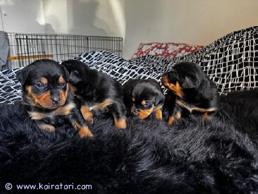 myydään pitbullrotikkamix www.koiratori.com-ilmoitus Varattavissa 20.4.2025 syntyneet narttu pennut, pennut luovutetaan uusiin koteihin aikaisintaan 8-viikkoisena, eli viikolla 25. Pennut luovutetaan säännöllisesti 2vk välein madotettuna, eläinlääkärin tarkistamana (todistus siitä ostajalle), sirutettuna ja  rekisteriin ilmoitettuna. pentujen emä rekisteröimätön pitbull on terve, kasvanut lapsiperheessä eli hirveän lapsi ystävällinen ihana kotikoira.isä on rekisteröimätön rotikka, kookas komea poika, elää myös isossa lapsiperheessä omistaen myös järjen. otahan rohkeasti yhteyttä, kerro itsestäsi, vastaan mielelläni kyselyihin.varausmaksu 200e jotai ei palauteta kauppojen peruuntuessa.terv jasmin 