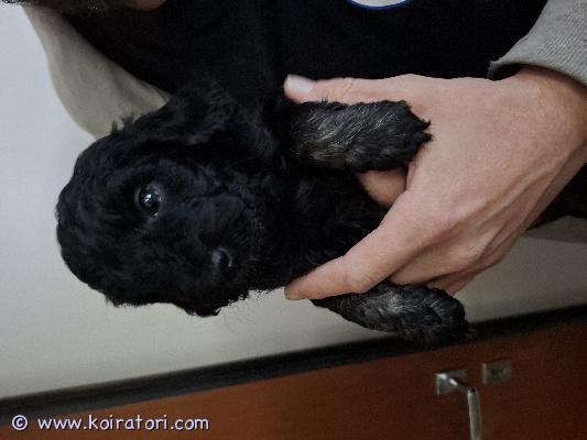 myydään villakoiramix www.koiratori.com-ilmoitus Uros pentu vapaana hyvään kotiin.
pentu on syntynyt 25.3.25 ja on nyt luovutus iässä. 
pentu on ell tarkastama , sirutettu ,madotettu sekä
vanhemmat polvi ja silmä tutkitut ja terveet.
pentu saa mukaansa pentupaketin mm tuttua ruokaa yms
pentu on tottunut käsittelyyn ja kodin ääniin.
kerrothan kysyessäsi pentua mihin ja millaiseen kotiin pentua kyselet 