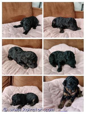 myydään villakoira www.koiratori.com-ilmoitus   Pienten villakoiran helmien etsintä on alkanut!Oletko valmis rakastumaan? 28.4.2025 syntyneet villakoiran pennut etsivät nyt ikiomaa, hellää kotia. Isänä toimii upea punainen kääpiövillakoira ja emona ihastuttava black&tan värinen kaunotar. Pennut ovat valmiita muuttamaan uusiin koteihin 15.6.2025 alkaen.Nämä suloiset pennut ovat kasvaneet keskellä iloista lapsiperhe-elämää, joten ne ovat tottuneet kaikkeen, mitä arki tuo tullessaan. Villakoirat ovat tunnettuja älykkyydestään, leikkisyydestään ja loputtomasta rakkaudestaan – nämä pennut eivät ole poikkeus! Jokainen pentu luovutetaan eläinlääkärin tarkastamana, sirutettuna ja useasti madotettuna, jotta saat kotiisi terveen ja iloisen ystävän.Älä anna tämän tilaisuuden mennä ohitse – ota yhteyttä ja kysy lisää näistä pörröisistä ihanuuksista! Ehkä juuri sinun perheesi on heidän uusi onnellinen kotinsa. Varausmaksu 100€ joka vähennetään loppusummasta pentua luovuttaessa 