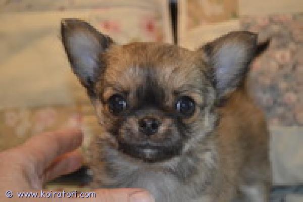 MYYDääN chihuahua www.koiratori.com-ilmoitus Myymme kaksi poikaa, syntyneet 22.03.2025. Sukutaulu ( pedigre ) , siru, eurooppapassi, rokotus, madotus sisältyy pennun hintaan .
iloisia, onnellisia, kauniita lapsia.  , valmistautumassa muuttoon uuteen kotiin .lisäkysymykset e -postitse :kitanakitana1234@bk.ru ,  tai puhelimitse 449703263 tai 53456380 