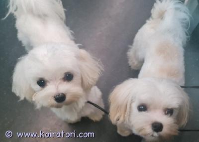 myydään MALTANKOIRA www.koiratori.com-ilmoitus Aivan ihanaluonteiset ja pienet narttu maltankoira neidit etsivät sitä parasta mahdollista, loppuelämän kotiaan.

juniori ikäisiä joten pentuvaihe jo ohi.

rokotukset ja loishäädöt ajantasalla, merkitty eu passiin.
Eläinlääkäri tarkistanut heidät 9.6.2025.

rekisteröityjä, fci. 

lisätietoa ja kuvia sekä videoita sähköpostilla/whatsappilla 
Yhteydenotot mieluiten aluksi sähköpostilla.

laitathan yhteydenottoon tietoa uudesta tulevasta kodista sekä mielellään puhelinnumerosi. 

sähköpostiosoite: 

Touhutassun@outlook.com