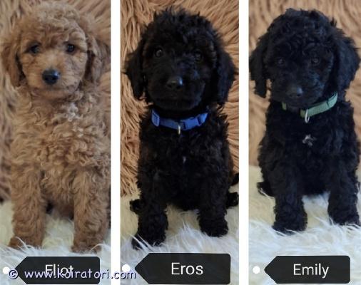 myydään Toyvillakoira www.koiratori.com-ilmoitus Suloiset, 9.4.2025 syntyneet toyvillakoirapennut varattavissa. Valittavissa aprikoosi uros Eliot, musta uros Eros ja musta narttu Emily. Kotikasvatetut ja kotona sosiaalistetut, reippaat ja aivan superihanat pennut! Hyväluonteiset ja kiltit vanhemmat. Pentujen vanhemmat ovat kooltaan pienet, isän säkäkorkeus on 21cm, emän säkäkorkeus 16.5cm. Pennut eläinlääkäritarkastetaan kahteen kertaan, sirutetaan, rokotetaan ja madotetaan useaan kertaan. Luovutetaan vain huolella valittuihin, hyviin koteihin - luovutus alkaen 23.7.2025. Ota yhteyttä yhteystietoinesi mikäli pennunhankinta on ajankohtainen, päätös on varma ja taloutesi on kunnossa. Älä kysele pentua turhaan. 