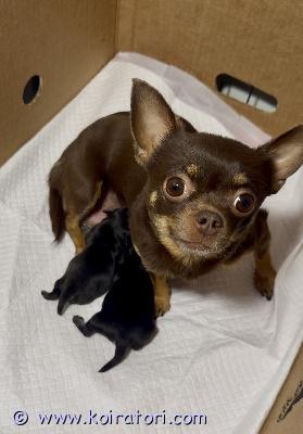 myydään chihuahua www.koiratori.com-ilmoitus Mustat chihuahua pennut syntyivät 29.6. Kempeleessä. Tyttö ja poika.Luovutus 8 viikon iässä 24.8.Pennut ovat luovutushetkellä madotettu, sirutettu, eläinlääkärin tarkastamia. Rokotus tulee ostajan hoitaa 3kk iässä.Emo lyhytkarvainen tummanruskea chihu (2,5 kg) ja isä pitkäkarvainen siniharmaa chihu (3,8kg). Laita viestiä ja kerro itsestäsi ja oloista joihin pentu sinun luonasi pääsisi.Pennut kasvavat kotonamme kempeleessä, mihin niitä pääsee tapaamaan. Kummatkin vanhemmat ovat myös tavattavissa.Kysy lisätietoja. Videoita whatsupilla.Kuvissa emo pentujen kanssa ja yksin. Isä sekä 3 vuotta sitten samoille vanhemmille syntynyt musta uros pentu.