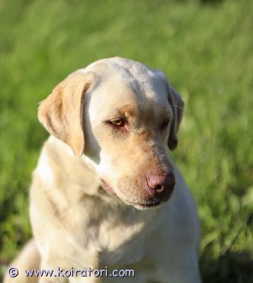 myydään labradorinnoutaja www.koiratori.com-ilmoitus Labbistyttö etsii uutta kotia,rekisteröity kennelliittoon,terveystutkittu b/c,1/1.ei sovellu jalostukseen.elänyt maalla,tottunut lapsiin.ei ole tottunut kissoihin.ei ole myöskään ollut yksin vaan aina koirakaverin seurassa.