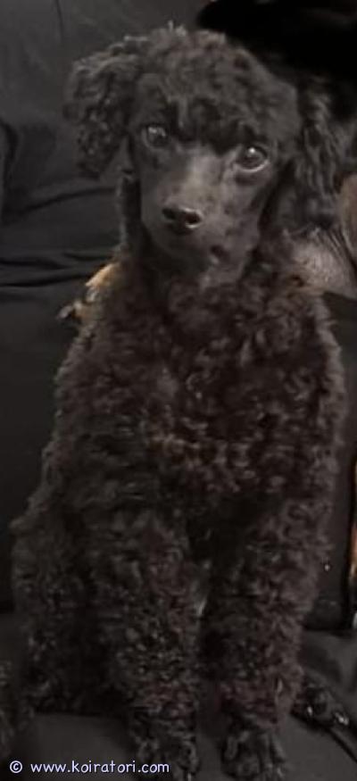 myydään Villakoira www.koiratori.com-ilmoitus Myydään kääpiövillakoira narttuSyntynyt Suomessa  22.6.2022Koira on 3 vuotta vanha ja luovutus heti.Koira on hyvin iloinen ja sosiaalinen. Hän rakastaa kaikkia ihmisiä. Hän tykkää olla kaiken keskipisteenä,  käydä lenkillä mutta myös käpertyä  sohvalle viereen tai syliin.Koira on muuten terve, iloinen, leikkisä ja pirteä mutta hänellä on synnynnäinen pda sydänsairaus mutta tällä ei ole koiraan minkäänlaista vaikutusta tällä hetkellä !Koiralla on laaja vakuutus Agriassa korvattavuus kuuluu tähänkin sairauteen, ja vakuutuksesta ei ole suljettu mitään sairautta pois. Koiran vakuutuksen voi siirtää uudelle omistajalle.Myyn koiran mielellään kotiin jossa ei ole muita koiria tai kissoja jotta hän saa jakamattoman huomion.Syy koiran myymiseen on se että,  en pysty oman sairastumisen myötä pitämään. Koira on sirutettu, madotettu ja rokotettu suomen suositusten ja määräysten mukaisesti.Ota yhteyttä viestiä ja kerro itsestäsi ja perheestäsii. Ja jos on kysyttävää niin kerron lisää.