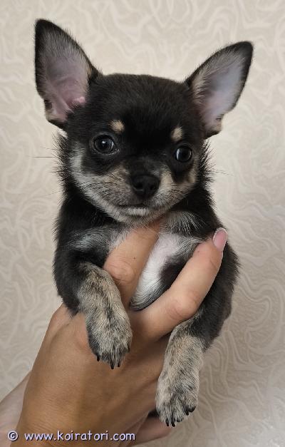 myydään chihuahua www.koiratori.com-ilmoitus Kolme pentua etsii uutta kotia. Ne syntyivät 05.06.2025. Tytöillä on eurooppalainen passi, siru, rokotukset ja alkuperätodistus. Vanhemmilla on polvilumpio 0/0. Pennut ovat vahvoja ja aktiivisia, tottuneet vaippaan. Ne etsivät rakastavia ja vastuullisia vanhempia.