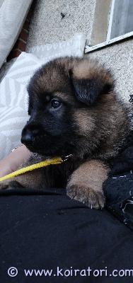 myydään saksanpaimenkoira www.koiratori.com-ilmoitus 13.7.2025 syntyneet suoraselkäisistä,käyttölinjaisista vanhemmista. Molemmat vanhemmat terveitä,vahvahermoisia perhekoiria jotka sopii moneen käyttöön. pennut kasvavat lapsiperheessä ja ne sosiaalistetaan todella hyvin kaikkiin kodin askareihin,ääniin sekä pentujen kanssa ollaan harjoiteltu autoilua jotta matka elämään on mukavempi alkaa itsekseen ilman sisaruksia turvana??pennut saanut laadukasta penturuokaa sekä naudanjauhelihaa saanut myös. Pennut luovutetaan eläinlääkärin tarkastamina,sirutettuina useaan kertaan madotettuna. Jokainen pentu saa myös matkaansa pentupaketin sekä kasvattajan tuen pennun koko eliniäksi. Ajatuksena on tehdä whatsapp ryhmä jossa jokainen voi jakaa kokemuksia sekä pentuarkea. ?? lisätietoja saa rohkeasti kysymällä sekä kuvia lisää.