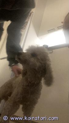 myydään kääpiövillakoira www.koiratori.com-ilmoitus Uutta kotia vailla muutaman kk yli vuoden oleva nea.
nykyinen omistaja ei enää pysty tarjoamaan sellaista kotia, kuin minkä nea ansaitsee. Uudella kodilla kiire, joten otan varausmaksun, 400€, joka vähennetään lopullisesta hinnasta.
siru löytyy ja kaikki ym.  ell-käynnit ovat kansiossa. Vakuutus löytyy ja on voimassa.
pentu ostettu yksityiseltä joensuusta.