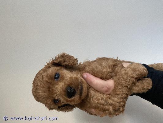 myydään kääpiövillakoira www.koiratori.com-ilmoitus Varaustilanteen muutoksen vuoksi punainen kääpiövillakoira narttu etsii kotia. Pennut ovat luovutuksessa 31.8 jolloin ikää 7vk. Luovutetaan eläinlääkärin tarkastamana sekä sirutettuina. Pentu kasvaa kodinomaisessa ympäristössä ja saa paljon huomiota, sosiaalistumista ja huolenpitoa. Etsimme sitoutunutta ja rakastavaa kotia, jossa ymmärretään rodun tarpeet ja ollaan valmiita panostamaan koiran hyvinvointiin pitkäksi aikaa eteenpäin.
